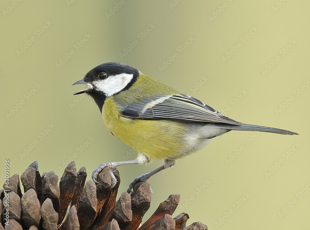 Naklejka premium Parus major.