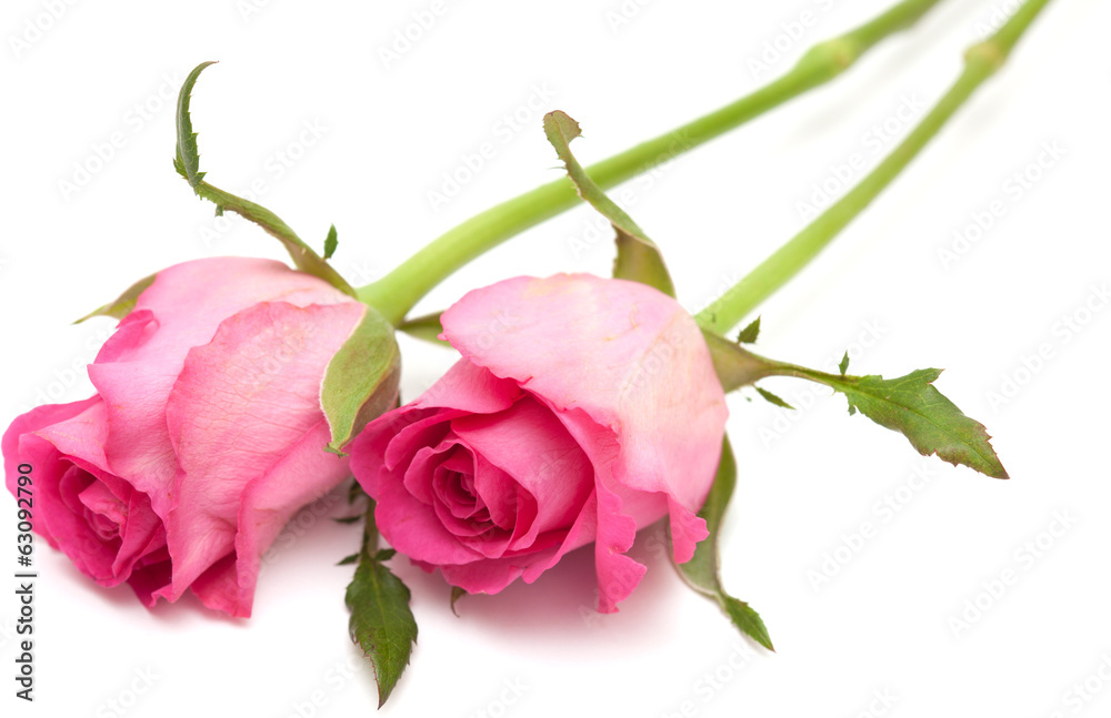 Obraz premium pink rose