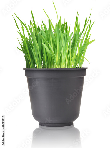 Green grass in pot. Isolated on white