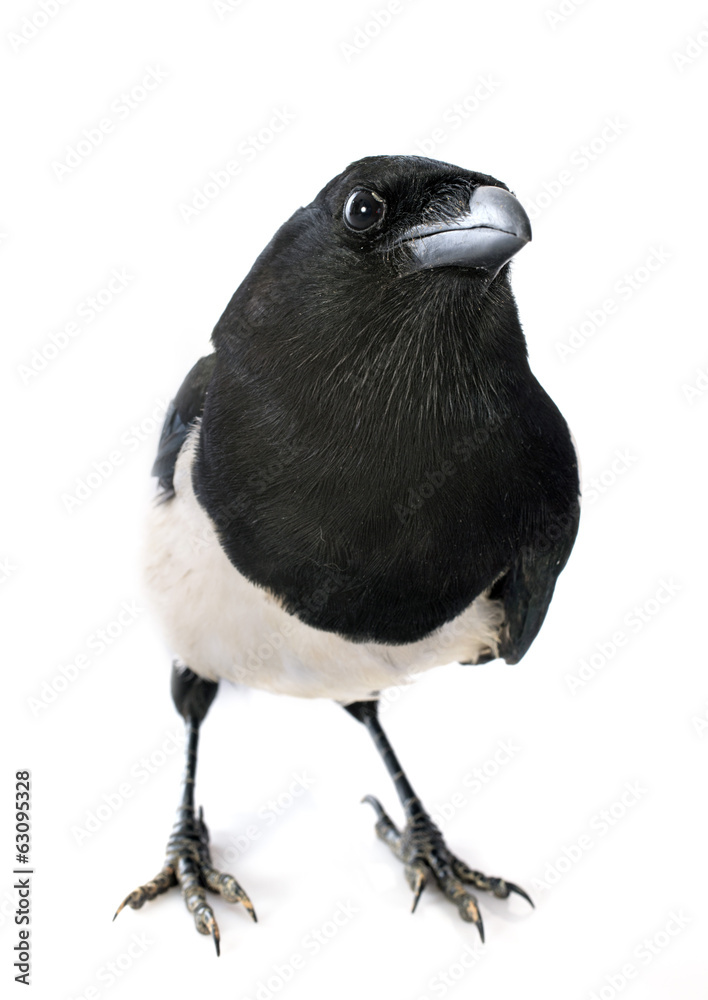 Fototapeta premium Eurasian Magpie