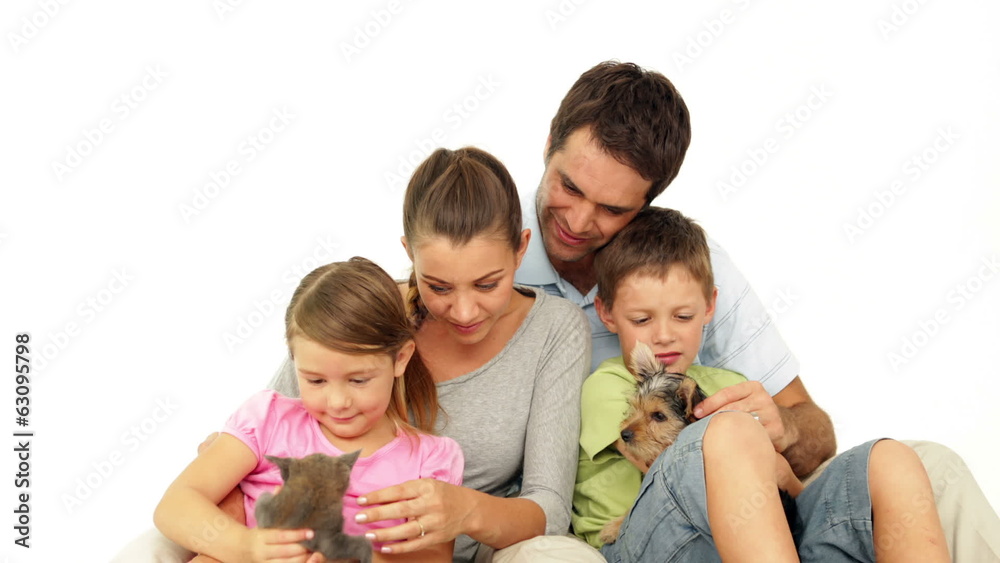 Cute family with a little grey kitten and yorkshire terrier Cute family with a little grey kitten and yorkshire terrier