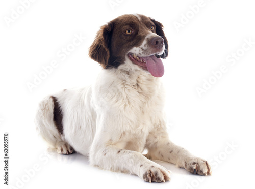 Obraz na płótnie french spaniel