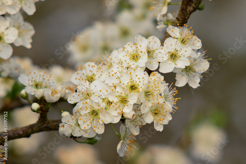 prugnolo (Prunus spinosa) in fiore