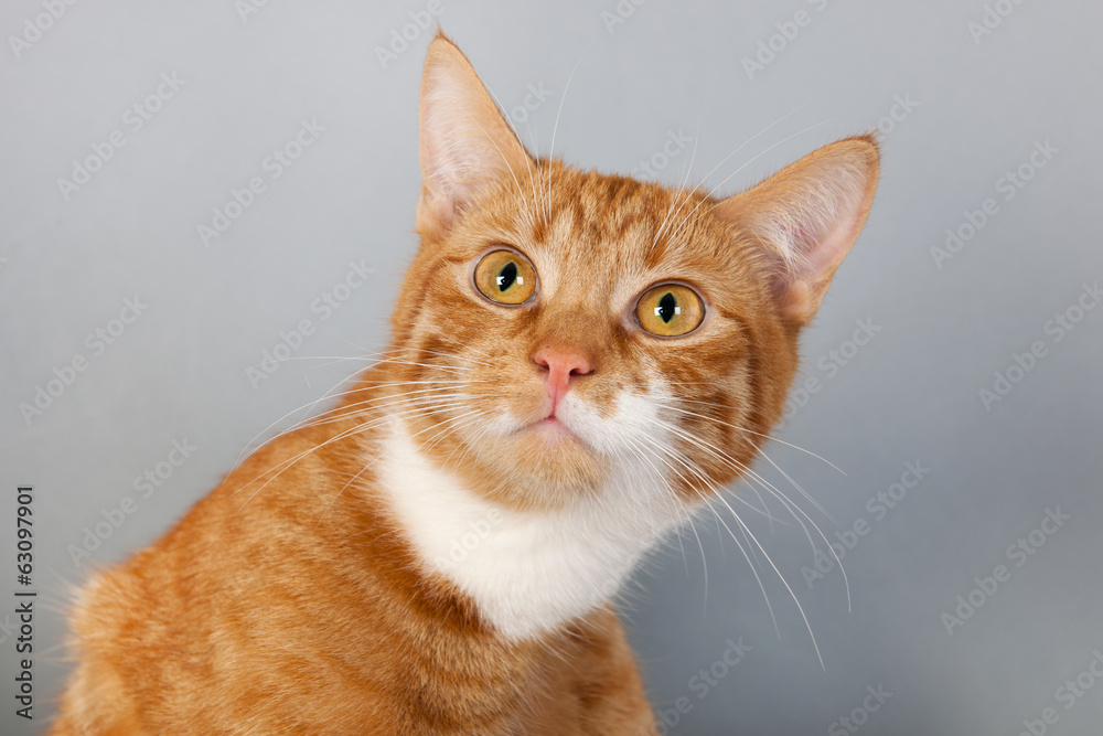 red tabby cat on gray background