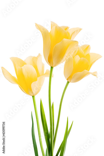 Fototapeta Naklejka Na Ścianę i Meble -  Tulips isolated on white background
