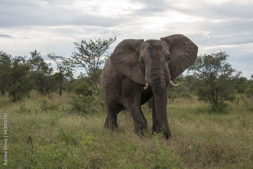 big elephant in kruger park