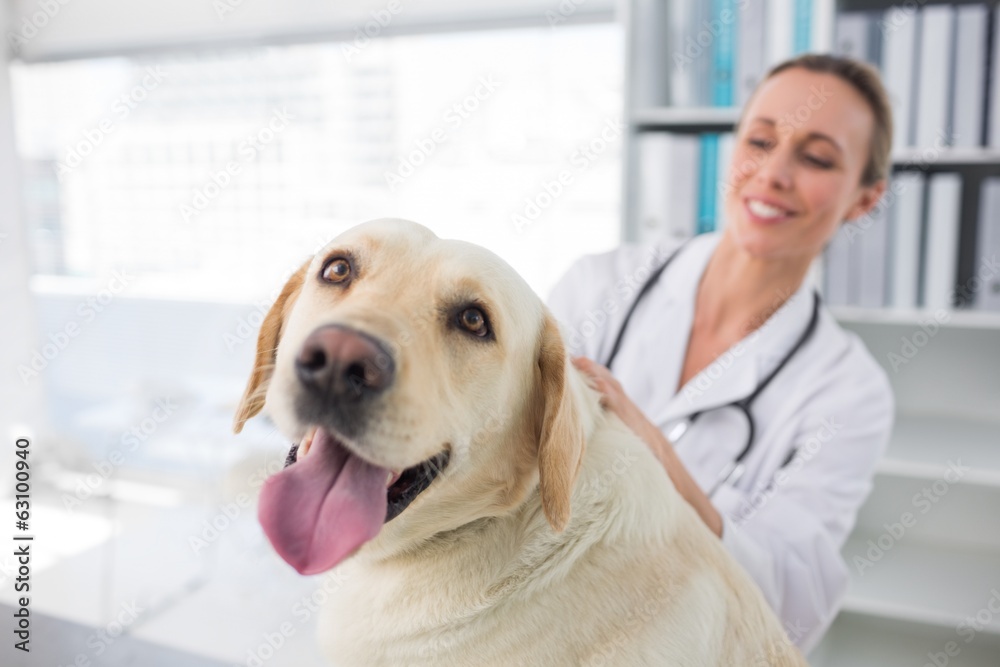 Dog with female veterinarian