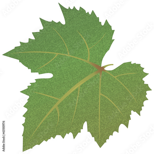 grape leaves