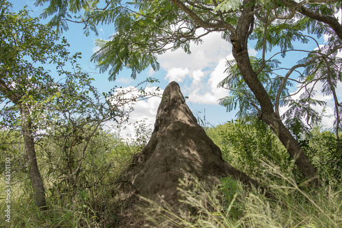 big termite hill photo