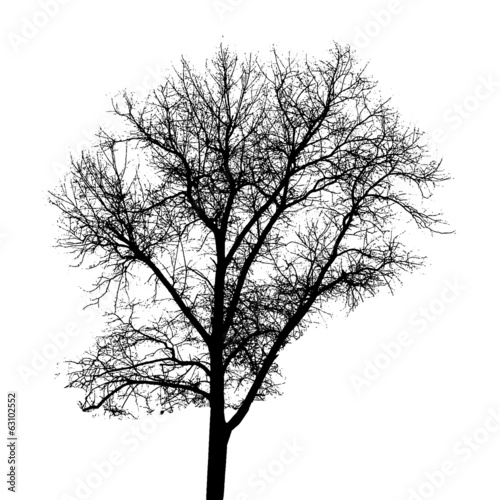 Tree Silhouette Isolated on White Backgorund. Vecrtor Illustrati