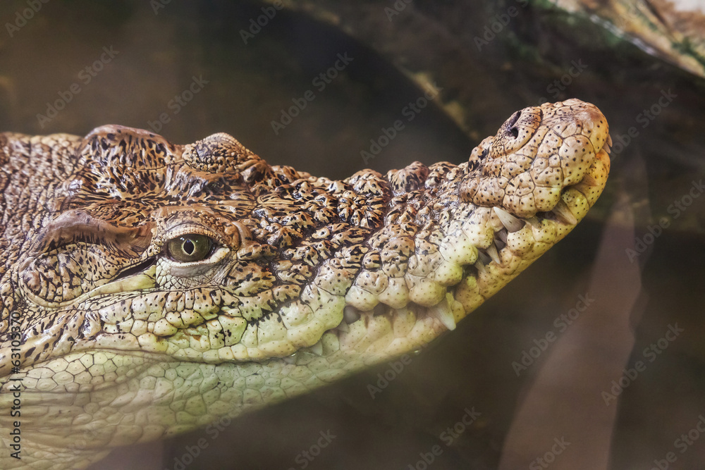 Fototapeta premium portrait emerges of a crocodile