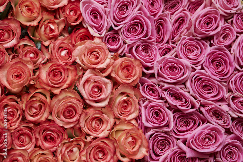 roses