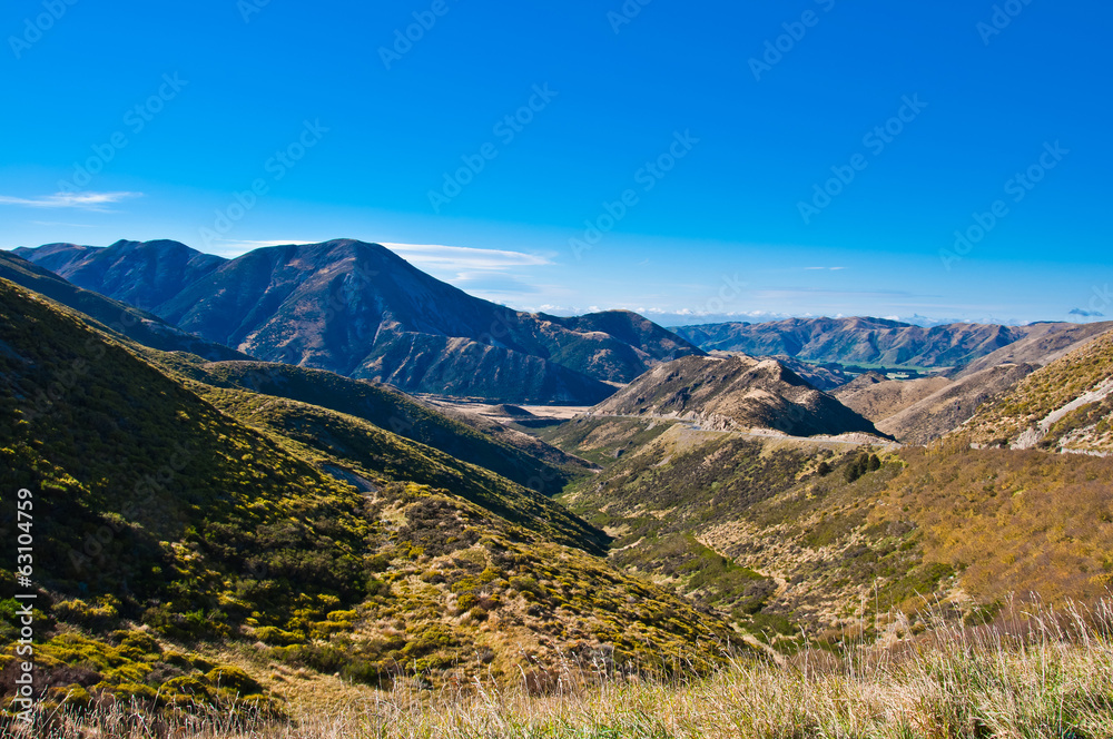 Sheep Grazing in New Zealand