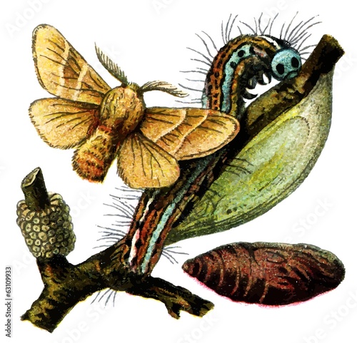 The lackey moth (Malacosoma neustria) photo