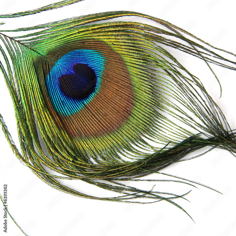 Fototapeta premium Peacock feather isolated on white background - Close-up view
