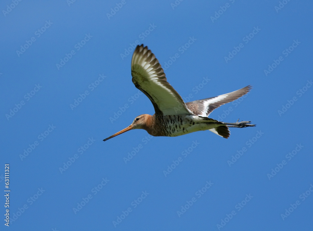 Obraz premium Black-tailed Godwit in flight