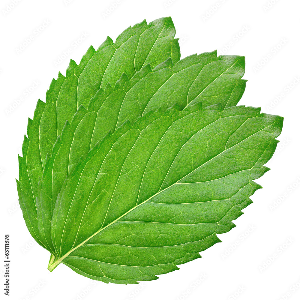 Fototapeta premium Fresh mint