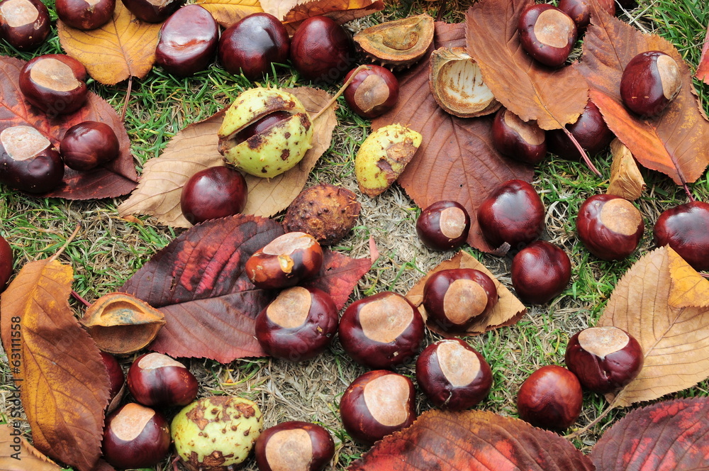 Conkers On The Ground Stock Photo | Adobe Stock