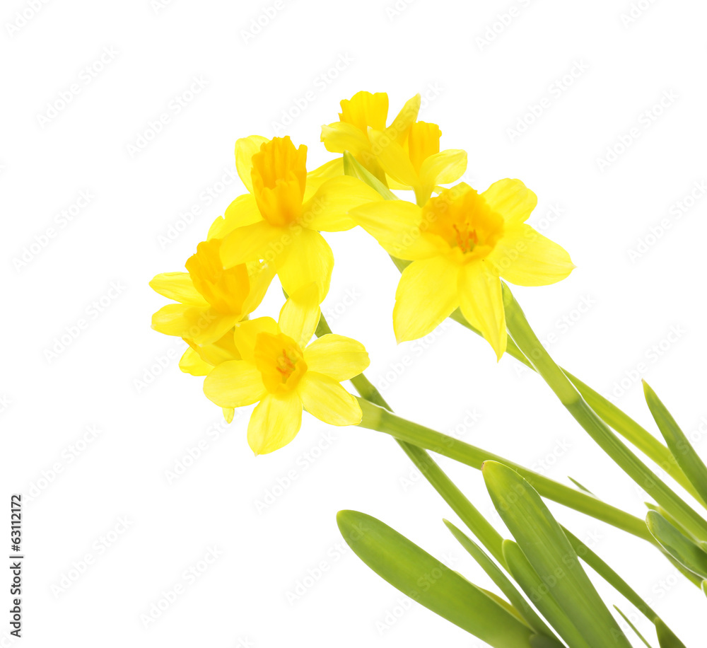 Beautiful narcissus isolated on white Beautiful narcissus isolated on white