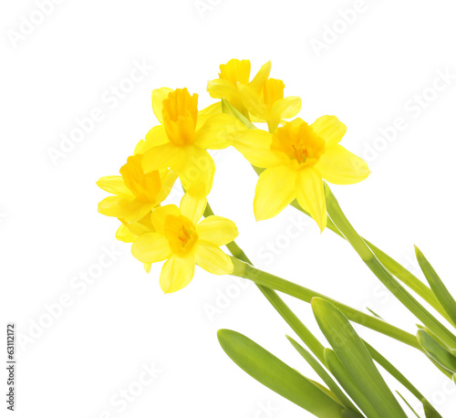 Beautiful narcissus isolated on white