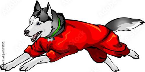 the Siberian Huskies dressed in overalls