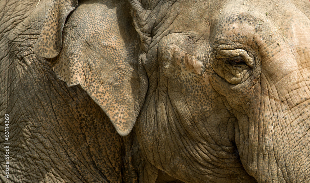 Fototapeta premium Elephant eye