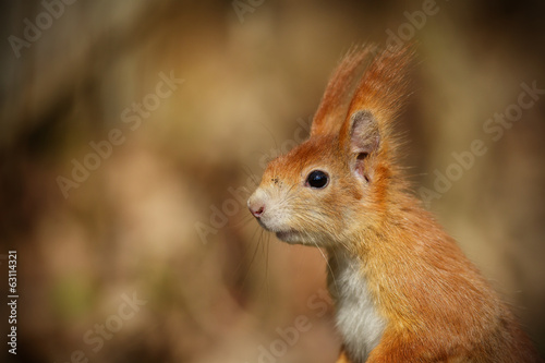 Red squirrel portrait © Natureimmortal