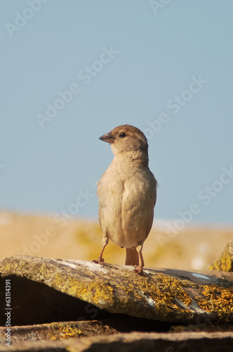 passera domestica (Passer domesticus italiae) photo