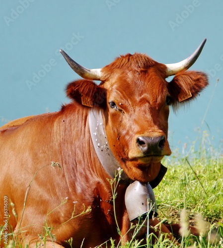 vache de race tarine photo