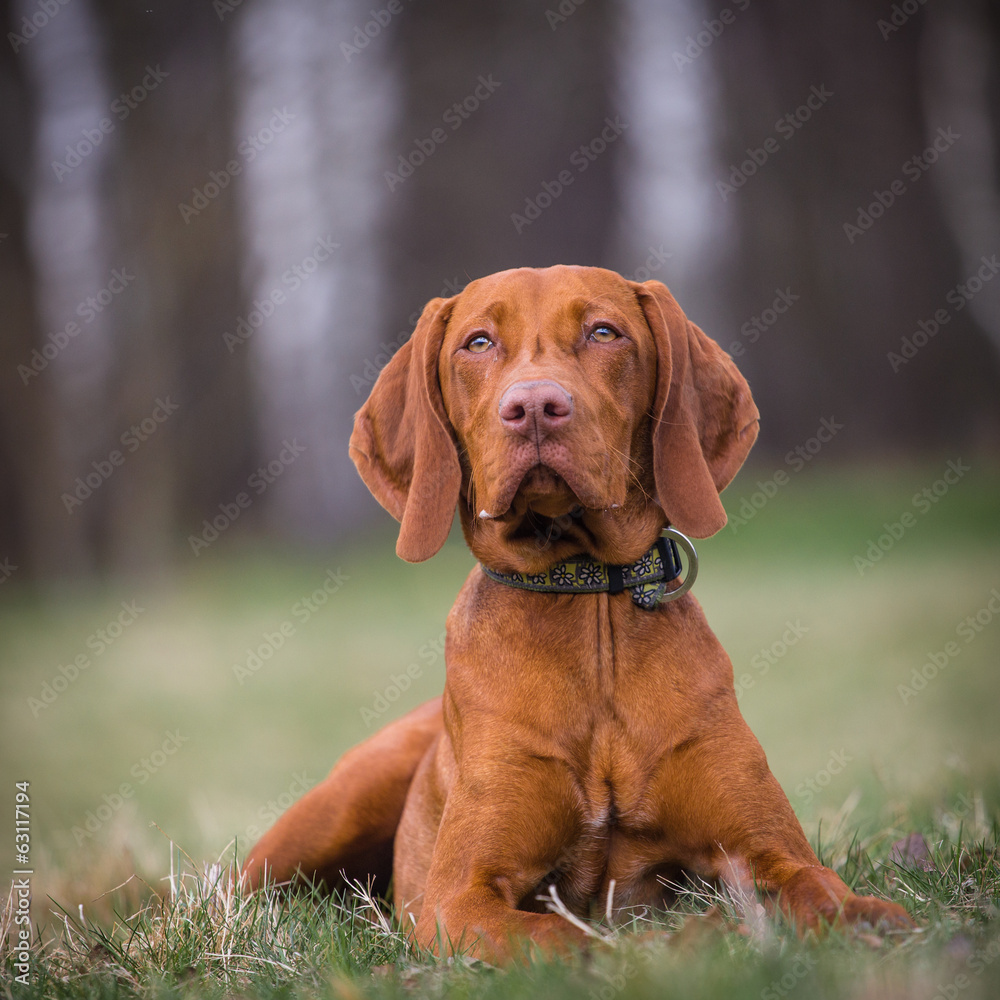 Hungarian hound portrait Hungarian hound portrait