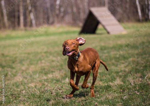 Hungarian hound portrait