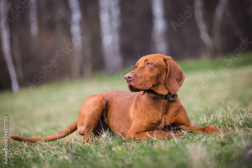 Hungarian hound portrait