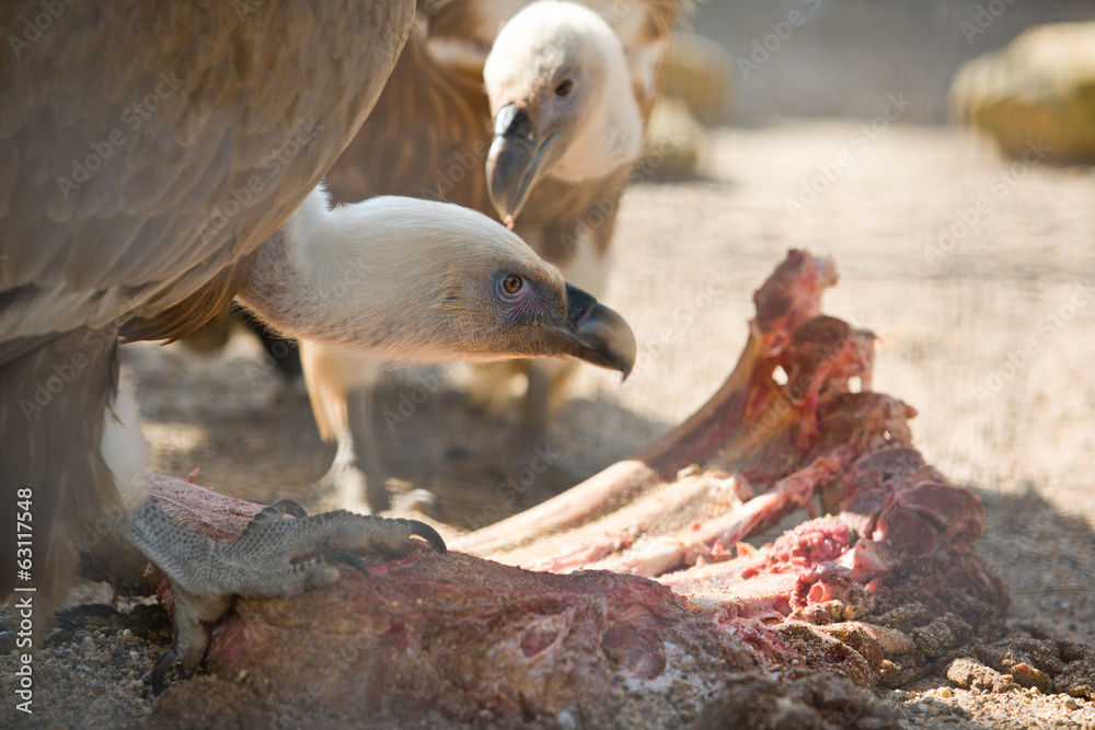 Naklejka premium Carrion feast