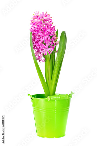 Spring pink hyacinth isolated over white background