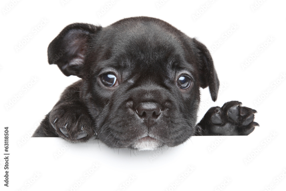 French bulldog puppy above white banner