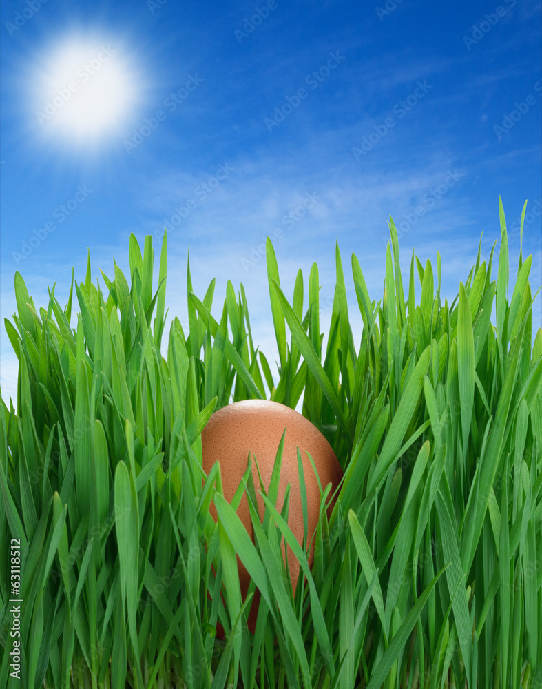 Easter egg in grass on background blue spring sky Easter egg in grass on background blue spring sky