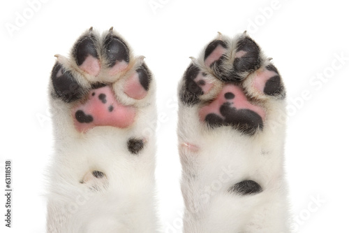 Fototapeta Naklejka Na Ścianę i Meble -  Dog paws