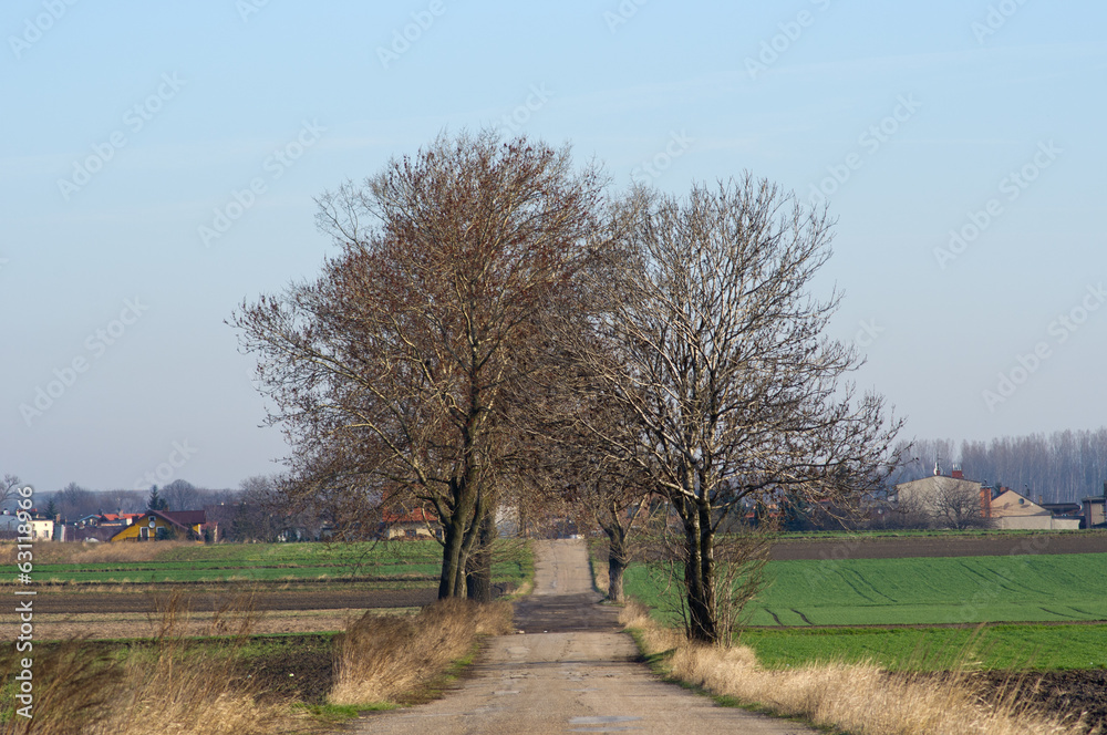 Fototapeta premium Trees growing along the old ruined road,Silesia region,Poland