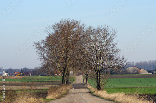 Trees growing along the old ruined road,Silesia region,Poland