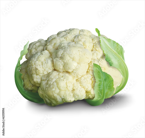 Fresh cauliflower. Vector illustration.