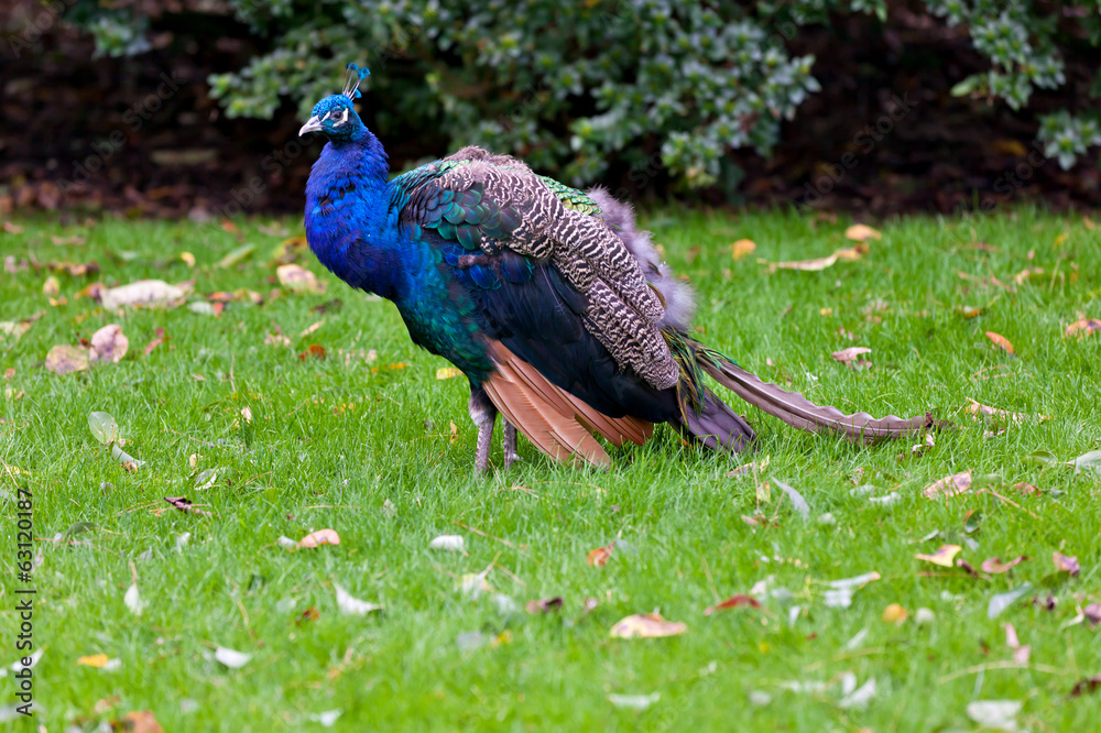 Obraz premium Peacock