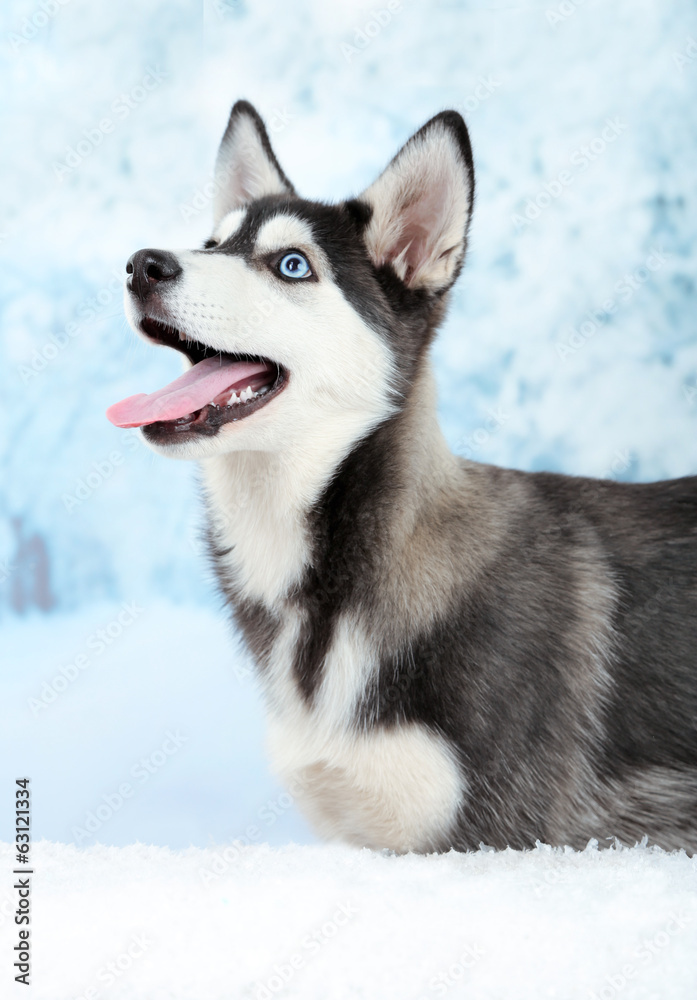 Beautiful cute husky puppy, on winter background Beautiful cute husky puppy, on winter background