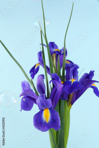 Fototapeta Naklejka Na Ścianę i Meble -  Beautiful irises, on blue background