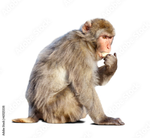 Photography macaque. Isolated over white