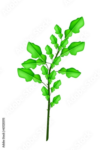 A Fresh Kaffir Lime Plant on White Background