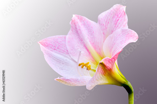 Hippeastrum johnsonii flower