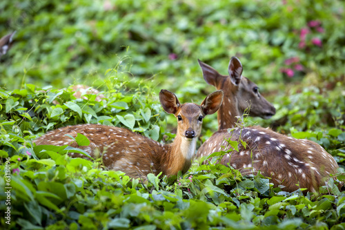 Cute fawn resting with mother, Sri Lankan axis deer