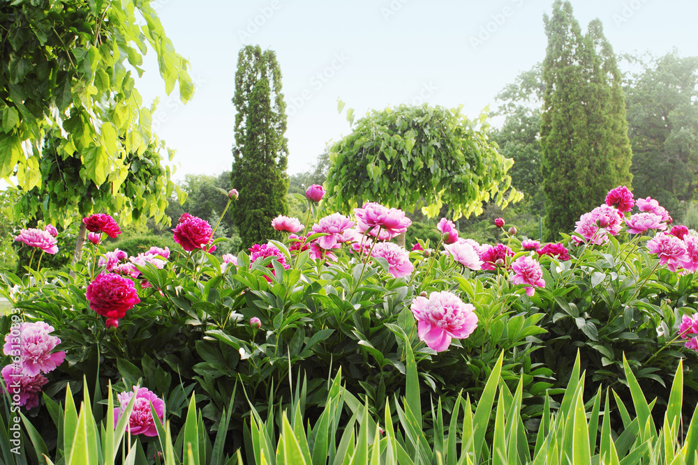 Obraz premium peony alley