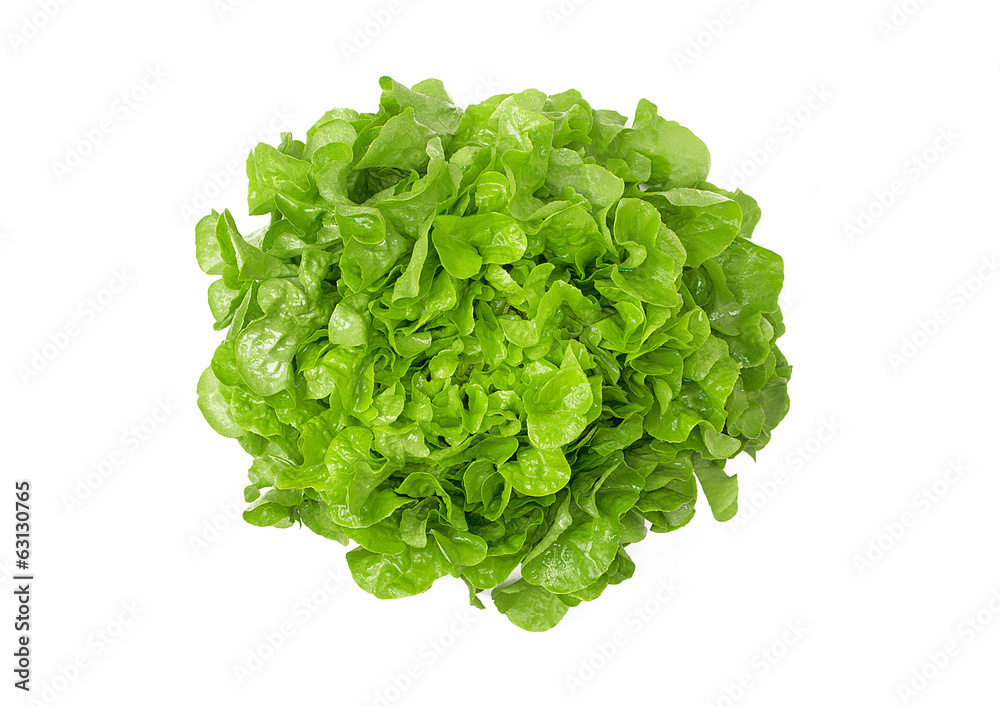 Grüner Eichblattsalat Grüner Eichblattsalat