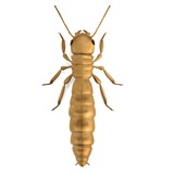 realistic 3d render of termite king